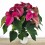 Ponsetia o Flor de Pascua fucsia (maceta 13 cm ø)