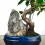 Ficus Retusa de 10 ans (bonsaï en pierre), spécimen unique
