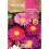 Llavor aster de la xina