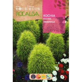 Semilla Kochia trichophylla