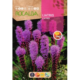 Graines de liatris spicata