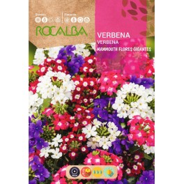 Llavor verbena mammouth gegant variada