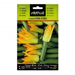 Semilla calabacin para flores