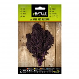Semente de couve kale red russian