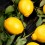 Limonero Eureka