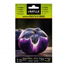 Graine de aubergine violetta di firenze