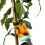 Kumquat