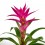 Guzmania traditionnel couleurs (pot 13 cm ø)