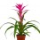 Guzmania tradicional cors (vaso 13 cm ø)