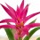 Guzmania tradicional colores (maceta 13 cm ø)