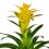 Guzmania tradicional cors (vaso 13 cm ø)