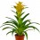 Guzmania tradicional cors (vaso 13 cm ø)
