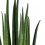 Sanseviera Mikado (cilíndrica) verde
