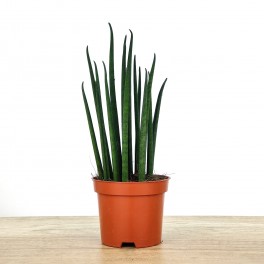 Sanseviera Mikado (cylindrique) vert