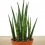 Sanseviera fernwood Mikado (cylindrique) bringé
