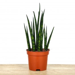 Sanseviera fernwood Mikado (cilíndrica) atigrada
