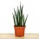 Sanseviera fernwood Mikado (cylindrique) bringé