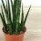 Sanseviera fernwood Mikado (cylindrique) bringé