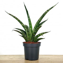 Sanseviera trifasciata Megan (maceta 10,5 cm Ø)