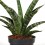 Sanseviera trifasciata Megan (maceta 10,5 cm Ø)
