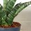 Sanseviera trifasciata Megan (pot 10,5 cm Ø)