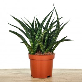 Sanseviera fernwood Punk (maceta 9 cm Ø)