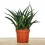 Sanseviera trifasciata Megan (pot 10,5 cm Ø)