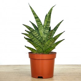 Sanseviera cylindrica Tough Lady (maceta 9 cm Ø)