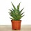 Sanseviera trifasciata Megan (pot 10,5 cm Ø)
