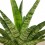 Sanseviera trifasciata Megan (pot 10,5 cm Ø)