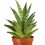 Sanseviera cylindrica Tough Lady (maceta 9 cm Ø)