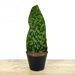 Sansevèria trifasciata Megan (test 10,5 cm Ø)