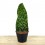 Sanseviera trifasciata Megan (pot 10,5 cm Ø)