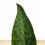 Sanseviera trifasciata Megan (pot 10,5 cm Ø)