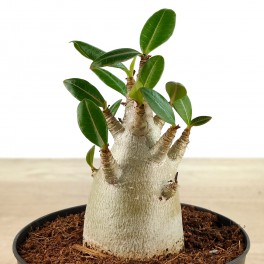 Baobab (pot 12 cm Ø)