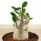 Baobab (pot 12 cm Ø)
