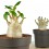 Baobab (pot 12 cm Ø)