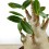 Baobab (pot 12 cm Ø)