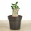 Baobab (pot 12 cm Ø)