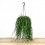 Rhipsalis baccifera Oasis