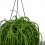 Rhipsalis baccifera Oasis
