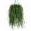 Rhipsalis baccifera Oasis
