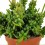 Rhipsalis cereuscula (pot 8,5 cm Ø)