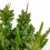 Rhipsalis cereuscula (pot 8,5 cm Ø)