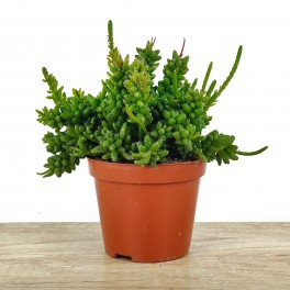 Rhipsalis cereuscula (pot 8,5 cm Ø)
