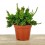 Rhipsalis cereuscula (pot 8,5 cm Ø)