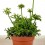Rhipsalis hatiora (pot 8,5 cm Ø)