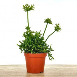 Rhipsalis hatiora (pot 8,5 cm Ø)
