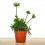 Rhipsalis hatiora (pot 8,5 cm Ø)