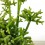 Rhipsalis hatiora (pot 8,5 cm Ø)